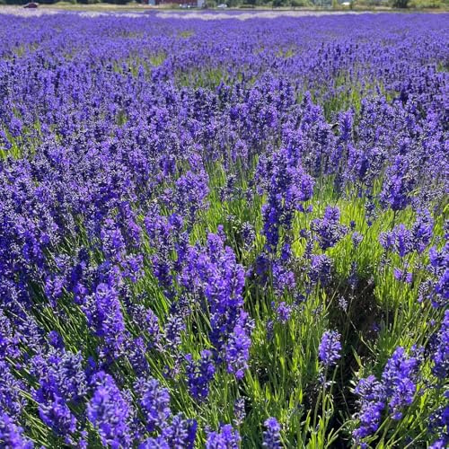 LavendelSamen, blumendeko Lavandula angustifolia - geschenke für gärtner blumenwiese 100pcs