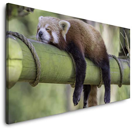 schlafender roter Panda 120x 60cm Panorama Leinwand Bild XXL Format Wandbilder Wohnzimmer Wohnung Deko Kunstdrucke