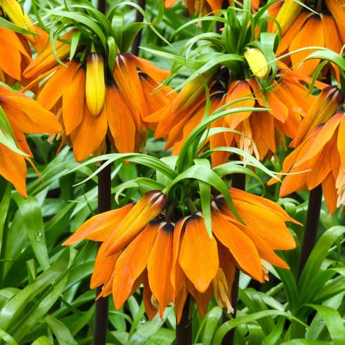 Tuberi di corona imperiale perenni,giardino di,da giardino,colorati da appartamento,per luoghi soleggiati 2pcs