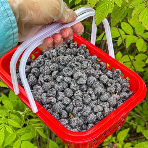 Semillas de frambuesa orgánicas, perennes resistentes. Rubus idaeus, orgánicas, columnar de balcón, 150pcs