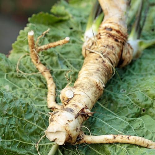 semi di rafano giardino aromatiche per gli amanti del giardino raro semi di da balcone sul balcone invernali aromatiche da cucina esotico 50pcs