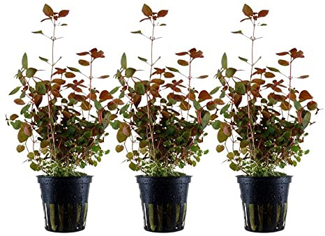 AquaOne Aquarium Pflanze 3 Stück Ludwigia palustris 'Super Red' I Wasserpflanze Aquariumpflanze Stängelpflanze voll durchwurzelt einfach pflegeleicht Aquascaping Dekoration