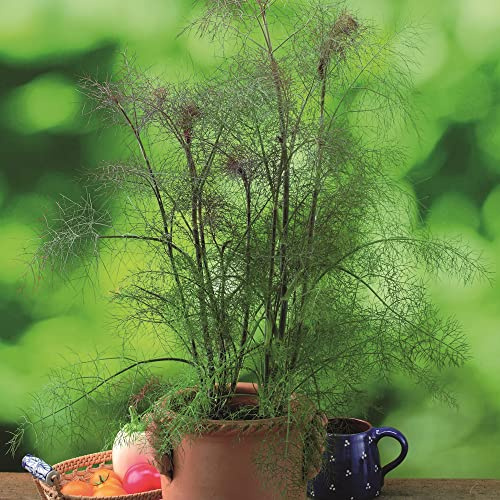 Bronze Fennel 'Smokey'. Plug Plant x 3. Perennial herb with Aniseed, liquorice Flavour. Ideal for Borders. Plants for Pollinators. Available from Bedwen Plants.