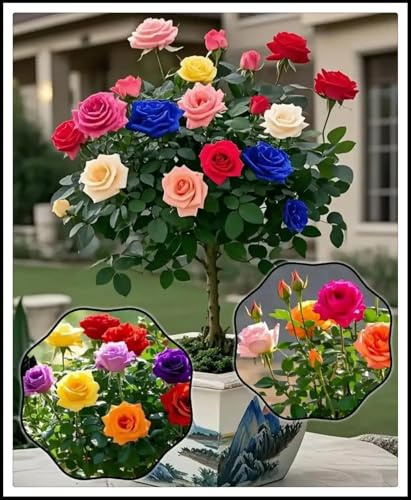 Excelente elección para arreglos de jardín -/ Raíz de rosa -/ - - Los colores de los pétalos varían -/ (NVNJHJN).-4 rizoma-A