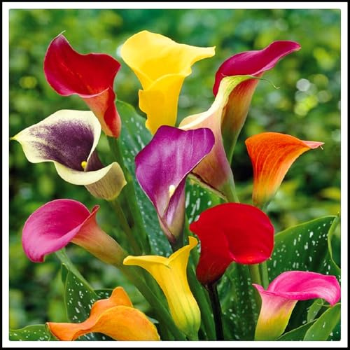 Winterhart pflanzen, Lebende Pflanzen,Mysteriöse magische Glühbirne, Mehrjährige Blumenzwiebel ist winterhart, Blumenzwiebel Mix-2 Calla Lilien zwiebeln