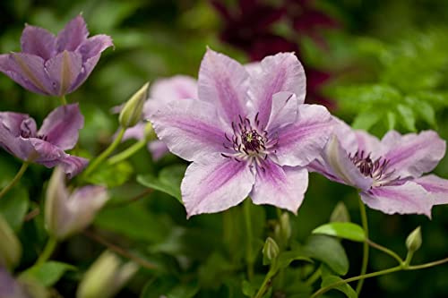 Clematis 'Nelly Moser' 40-60 cm – Winterhart, Mehrjährig, Pflegeleicht – Waldrebe – Kletterpflanze für Pergola & Rankhilfe