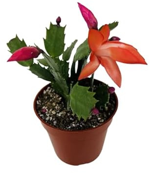 Flor Viva Planta Cactus Navidad Planta Especial Periodos Festivos