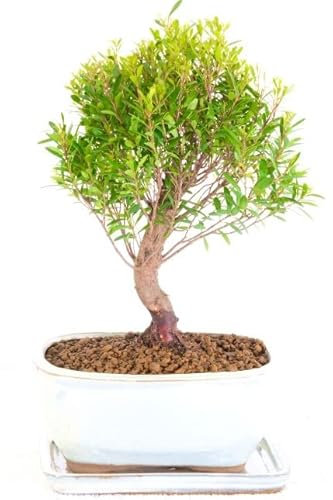 Bonsái de Syzygium Buxifolium Natural Árbol para Interior y Exterior