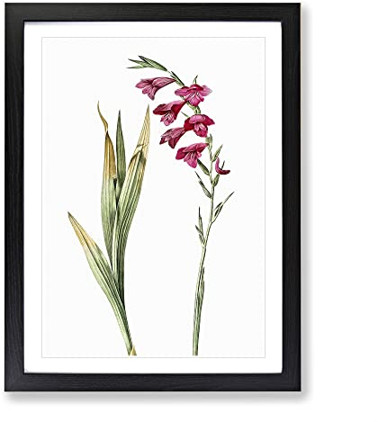 Pink Gladiolus Flowers By Pierre Joseph Redoute Vintage Framed Print | A2 Black Framed Wall Art | Ready to Hang | Classic Floral Picture | Living Room Bedroom Lounge Office