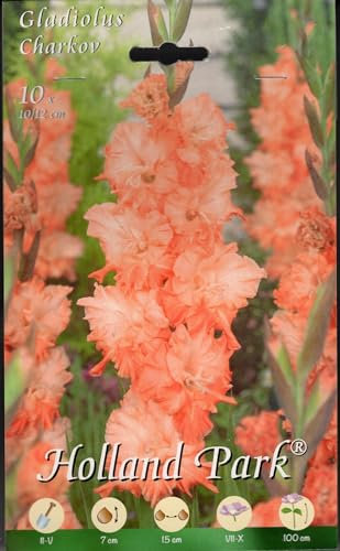 Bulbi di gladioli varietà Charkov in confezione da 10 bulbi