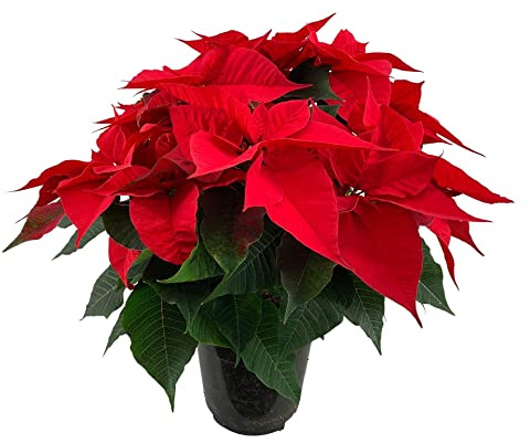 Flor de Navidad PREMIUM Ideal para Regalar