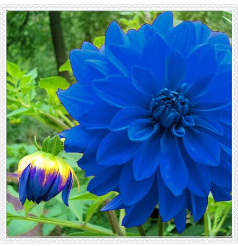 Dahlia Bulbs UK,Excellent Display,Dahlia Plants for Garden,Potted-Plants-Rhizome-10bulbs-E