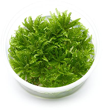 USCAPE Pogostemon helferi - Kleiner Wasserstern in vitro XL - 8,5cm Bechergröße - in vitro Wasserpflanzen für Aquarien