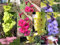 10 Semi Gladiolen Colori gemischt