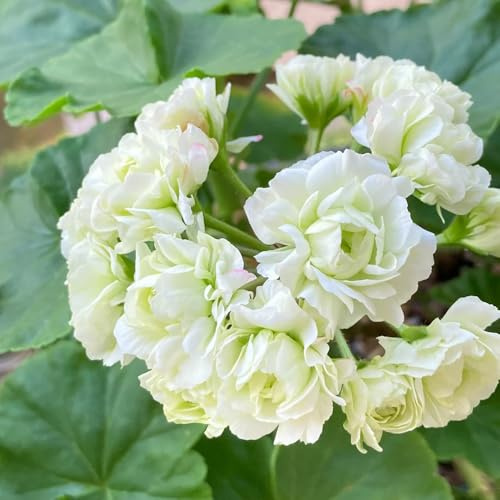 semillas de geranio, sombra geranios pelargonios colgantes de para bancales elevados en resistentes al aire 65pcs