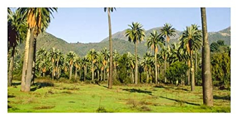 Stk - 10x Jubaea chilensis Chilenische Honigpalme Garten Pflanzen - Samen ID411 - Seeds & Plants Shop by Ipsa