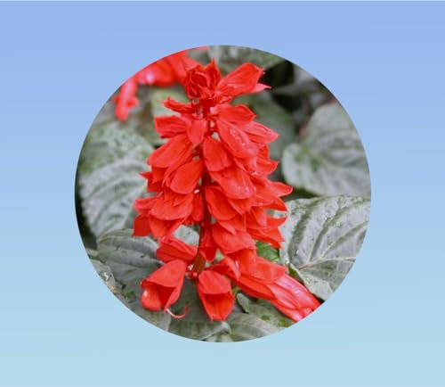 graines SAUGE ECLATANTE ROUGE FEU DE SAINT JEAN 0,35 gramme soit environ 100 graines - PLANTE VIVACE -Salvia splendens