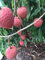 Litchi vaso Starter pianta tropicale albero da frutto Litchi piantina Bonsai:SEEDS