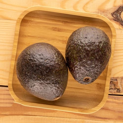 semi di avocado, Gli da frutto nani sono resistenti rustiche per balconi semi di frutteto, sementi biologiche colonnari 15pcs