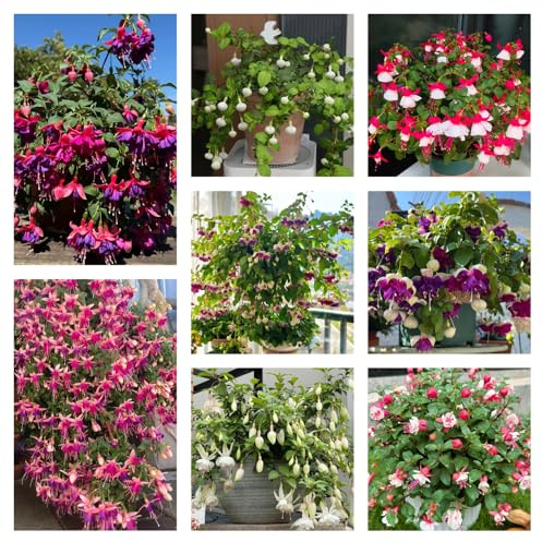 fuchsien hängend - bio pflanzensamen seltene steingarten gartenblumen balkonblumen exotische zimmerpflanzen outdoor rankpflanzen hochbeet zimmerbonsai gartenpflanzen indoor alte sorten 55samen
