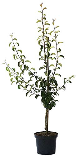 Birnenbaum Alexander Lucas Winterbirne Buschbaum 110-140 cm 10 Liter Topf Unterlage Quitte A
