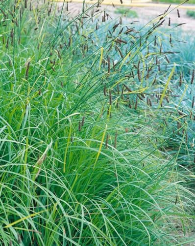 Carex flacca 9x9 cm Topf – Winterhart, Mehrjährig, Pflegeleicht – Blaugrüne Segge – Ziergras für Beet & Teichrand