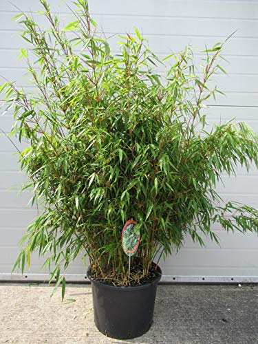 Fargesia rufa C2-2 Liter - Schirmbambus - Heckenbambus