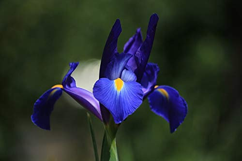 25 X Iris Olandese Blue Magic - Iris Blue Magic - Bulbi Alta Qualità (25)