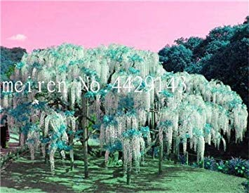 VISA STORE 10 PCSS Bonsai Wisteria Seedsflower Rare semi Bonsai Wisteria Indoor semi Gartenaperto: 9