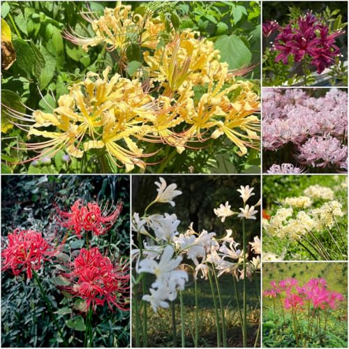 spinnenlilie - topfpflanzen garden frühblüher balkon deko blumendeko stauden blumenzwiebel pflanztöpfe exotische sommerblumen blumenzwiebeln 10zwiebeln