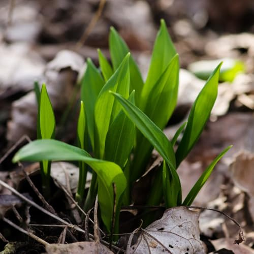 semillas de ajo silvestre resistentes - raras, ajo silvestre, lecho elevado, balcón del jardín de Cobertura del suelo, 80pcs