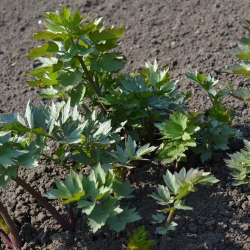 semillas de apio de monte, jardín orgánicas cocina jardín rocas al aire libre interior, variedades antiguas resistente en 400pcs