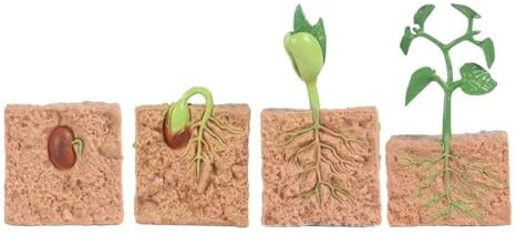 Aumotop Interactive Green Bean Plant Growth Model Kit Children's Educational Toys with Realistic Life Cycle Ideal for Storytelling and Role-playing Scenarios Size: Seed-1.5, Seedling-3.94 (plant)