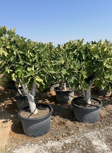 Feigenbaum Calabacita Blanca (Ficus carica), 180 cm