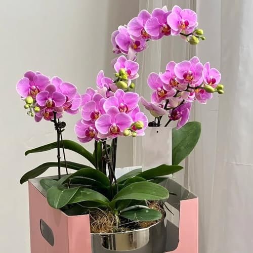 semillas de orquídeas phalaenopsis - orquídeas - para camas elevadas, interior phalaenopsis de balcon, aromáticas trepadoras resistentes, 220pcs