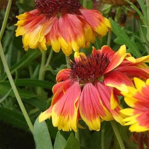 6x Gaillarde vivace 'Kobold' - Gaillardia ‘Kobold’ - Godet 9x9cm