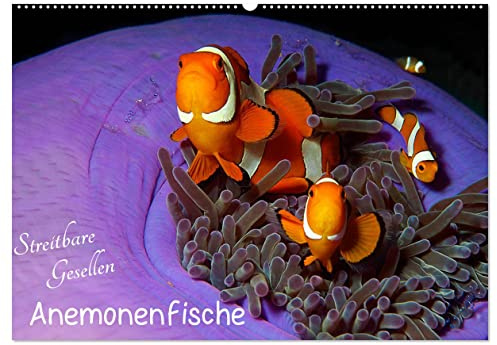 Anemonenfische - Streitbare Gesellen (Wandkalender 2026 DIN A2 quer), CALVENDO Monatskalender: Quirlige Nemos - neugierig und mutig! (CALVENDO Tiere)
