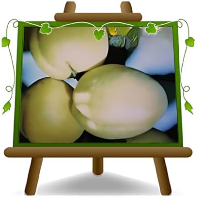 EURO PLANTS VIVAI Albicocco Tardiva di Picciola pianta da frutto antico autofertile su vaso 20 cm Altezza 150-170 cm - Età 2 anni