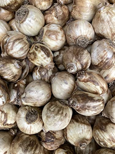 30 x 'Tête á Tête' Daffodil Bulbs (Dwarf Narcissus) Free UK Postage