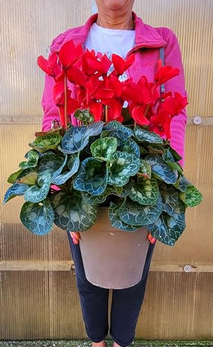 POWERS TO FLOWERS - CICLAMINO A FIORE GRANDE ROSSO, ESEMPLARE XXL, VASO 20CM Diametro, piante vere
