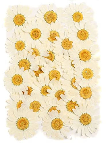 Blausky 36 Stück Natürliche Getrocknete Blumen,Gepresste Blumen,Farbige Chrysantheme Gepresste Blüten,für DIY Kerzen Harz Schmuck Handyhüllen Anhänger Scrapbooking-Dekorationen 25-30mm,Naturfarbe