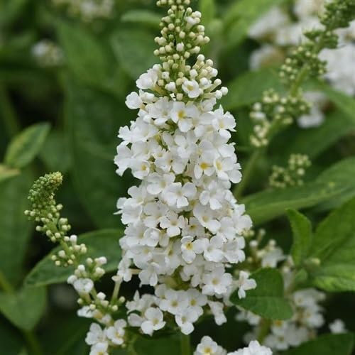 90 graines de fleurs de Buddleia