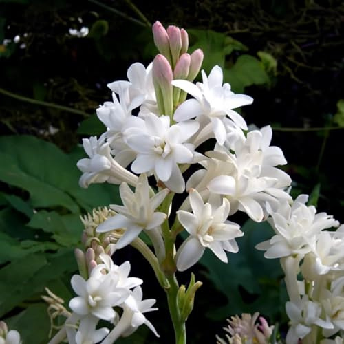 5 Bulbi di Polianthes tuberosa THE PEARL | 12/14 cm di circonferenza | Bulbi provenienti dai migliori produttori Olandesi | Esclusiva selezione e controllo qualità | Fioritura garantita