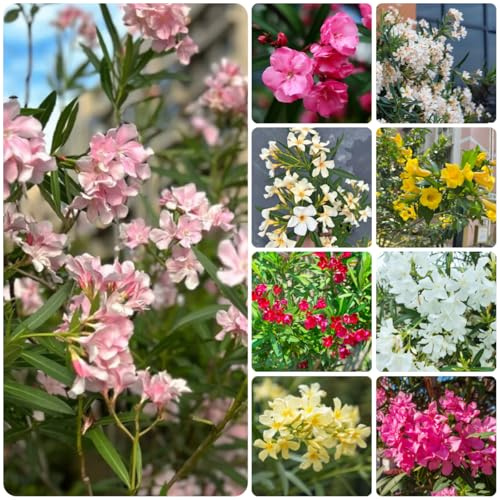 oleandro, Nerium oleander da giardino resistenti da balcone primaverili in vaso sostenibili arredamento del balcone del soggiorno insoliti 12semi
