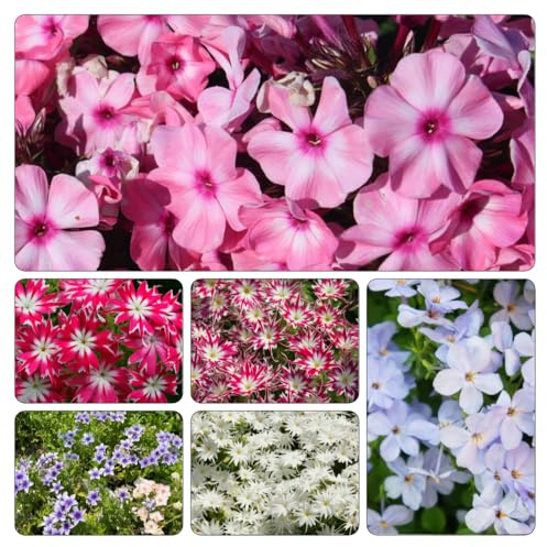 Phlox de alfombra - flox subulata semillas de silvestres balcón resistentes elevado jardín decoración 400pcs