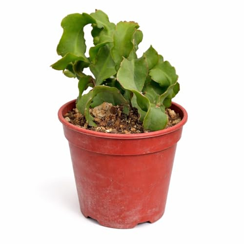 Exotenherz Epiphyllum guatemalense Curly Locks - hängender Blattkaktus - Rarität - 14cm Topf - 30cm hoch