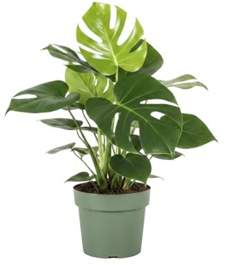 Monstera Deliciosa DECOALIVE Planta de Hojas Grandes Maceta 17 cm Altura 55 cm para Ambientes Interiores