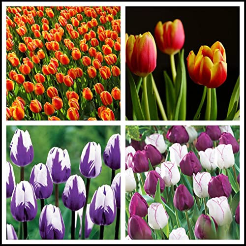 Excellent Display, Cut Flowers, Greening Flower, Good for Containers,Natural Organic, Tulip Bulbs for Planting -15 Bulbs-A