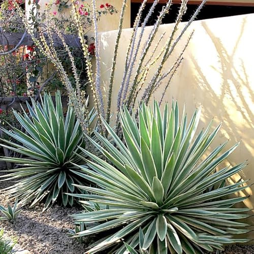 Semi resistenti di Agave americana, rare semi di aromatiche giardino giardino aromatiche resistenti per il da roccioso da balcone verdi perenni e perenni 180pcs
