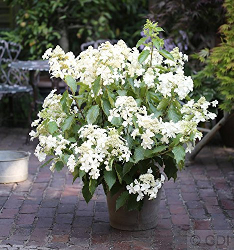 Rispenhortensie Levana® 40-60cm - Hydrangea paniculata - lebende Gartenpflanze aus den Baumschulen